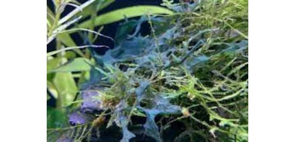 Anti cyanobactéries pour aquarium d'eau douce - Daphbio