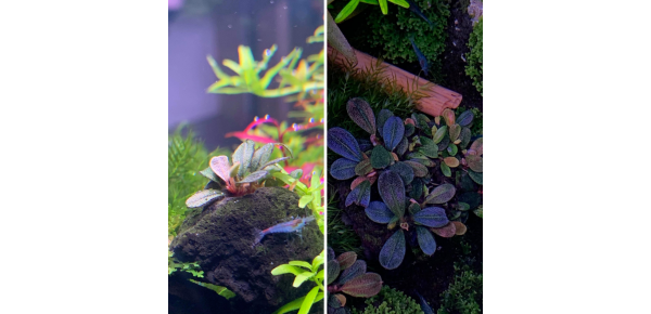 Cultivar e cuidar de plantas de aquário