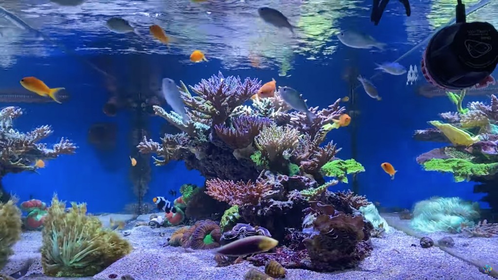 Activación de arena viva en un acuario de arrecife