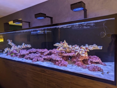 Start up your reef tank with daphbio
