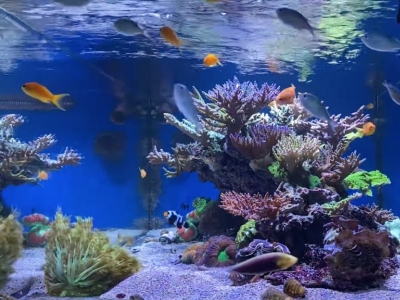 How to start up your reef or seawater aquarium?