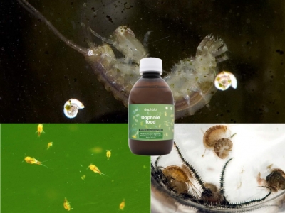 Organic food for your daphnia 