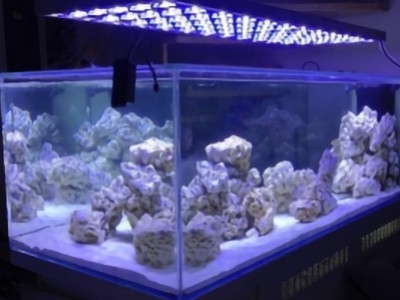 ¿Cómo iniciar un acuario marino o de arrecife con daphbio?
