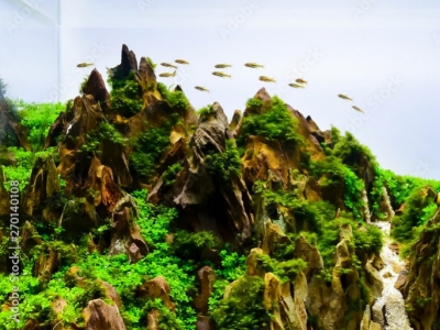 Les roches Naturelles pour aquarium