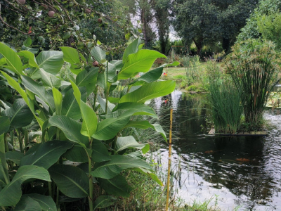 Pond bacteria: Liquid live or freeze-dried powder ?