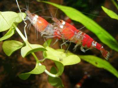 Le biofilm en aquarium : la nourriture naturelle de vos crevettes