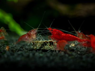 Phytoplancton vivant : le secret des couleurs de vos crevettes