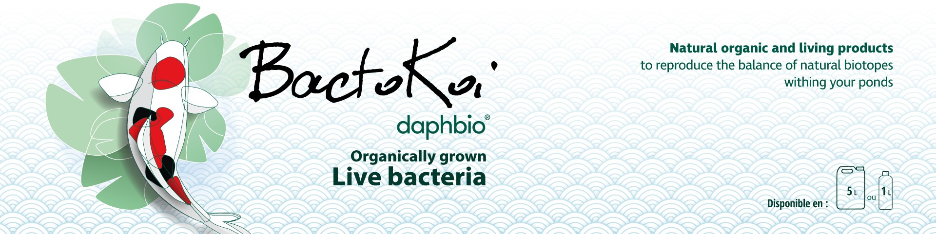 Backtokoi - Daphbio