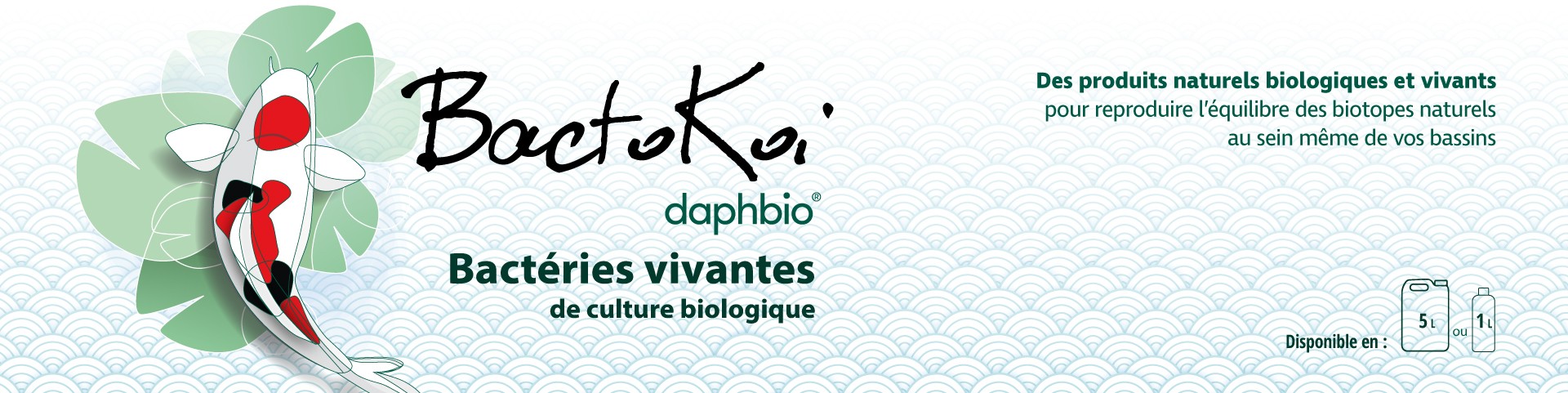 Backtokoi - Daphbio